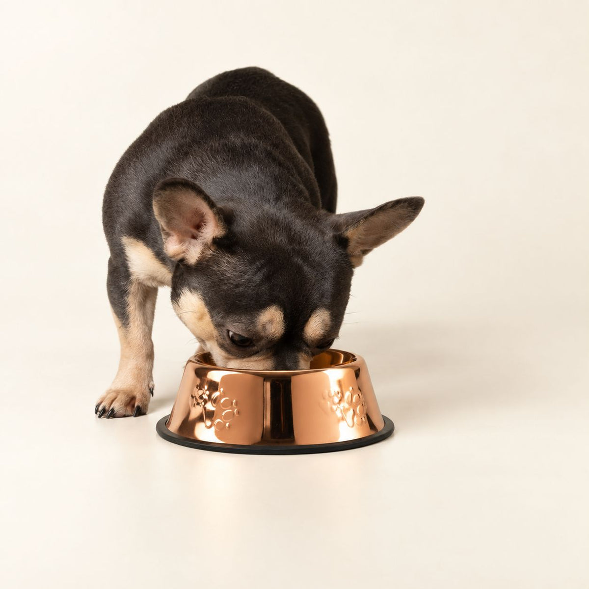 Cuenco pequeño estilo en cobre de acero inoxidable para mascotas