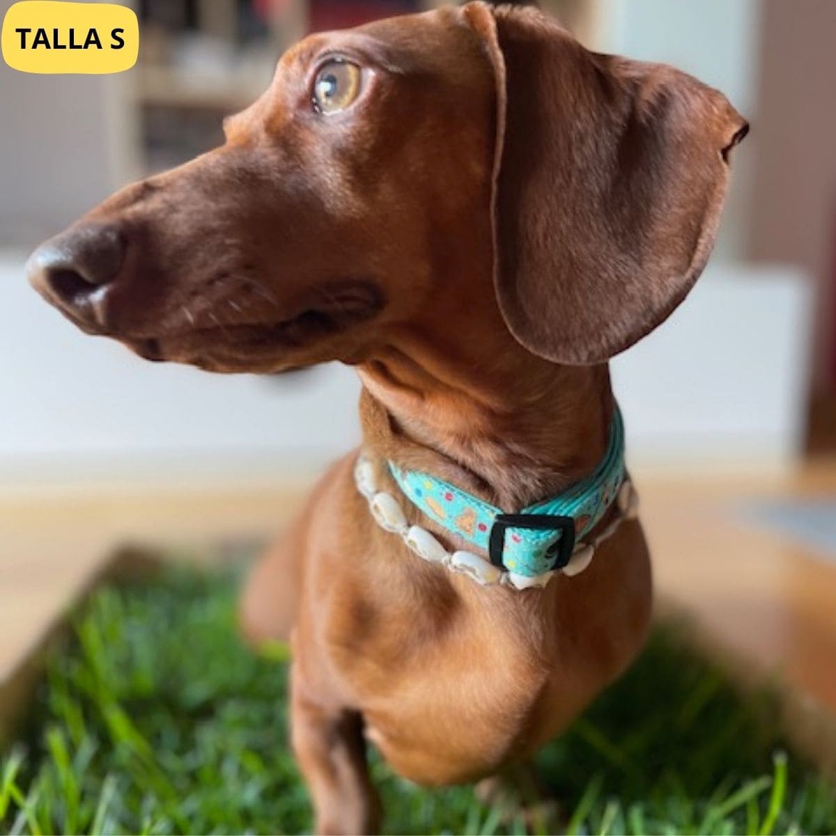 Collar Ajustable Cookies